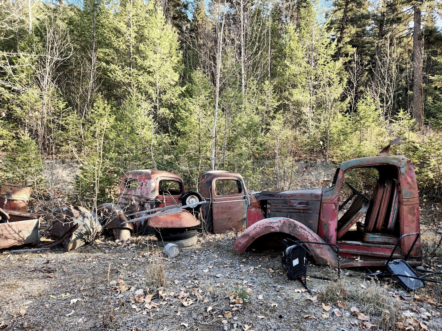 photo of several old trucks from the '40s and '50s in various states of rust and decay, in a gravel lot against a forest background