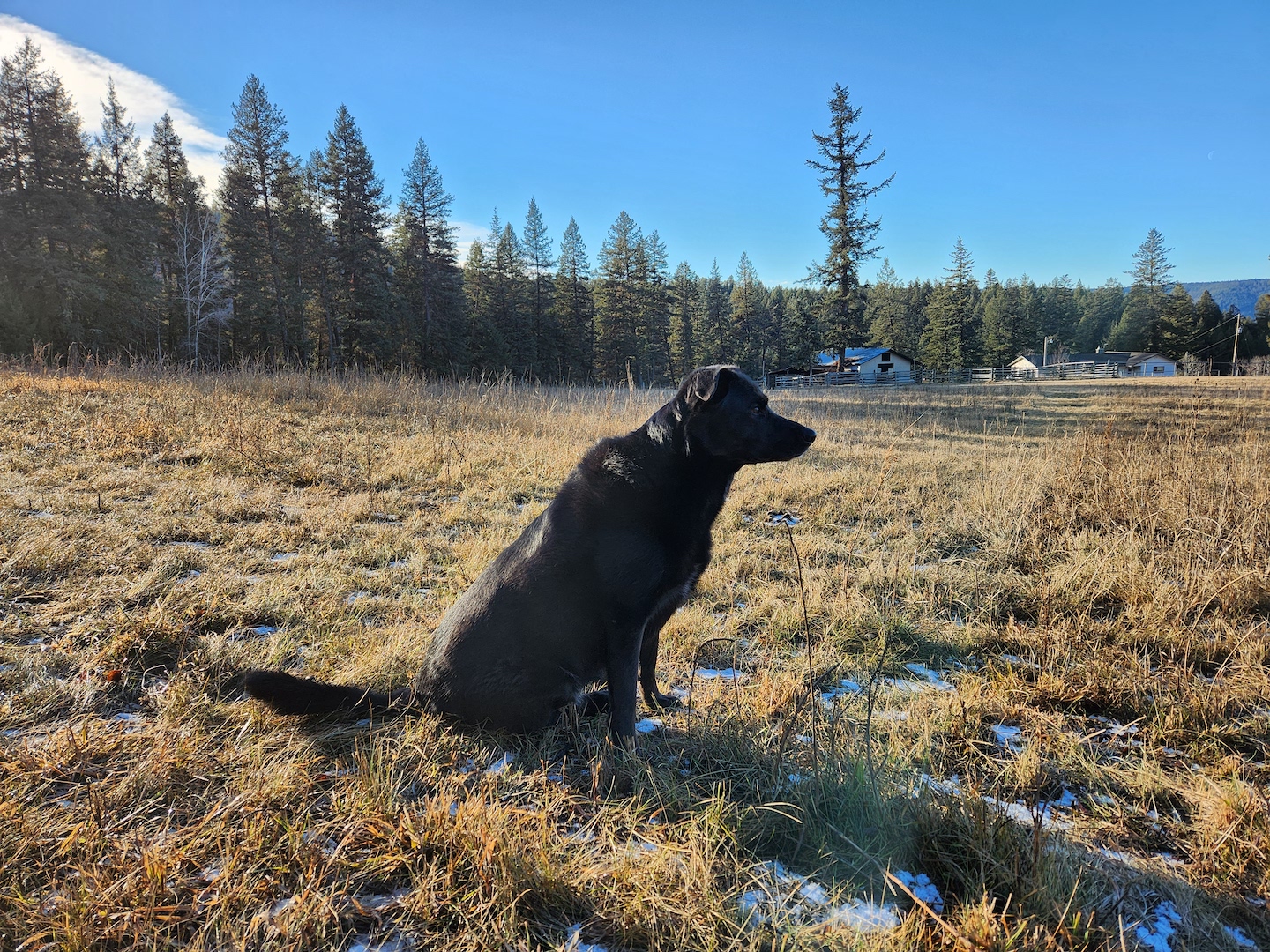 photo of a black dog in a field with hints of snow on the ground, staring into the distance