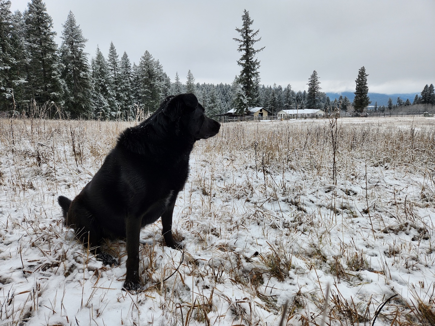 photo of a black farm dog looking off into the distance, in a field with light snow