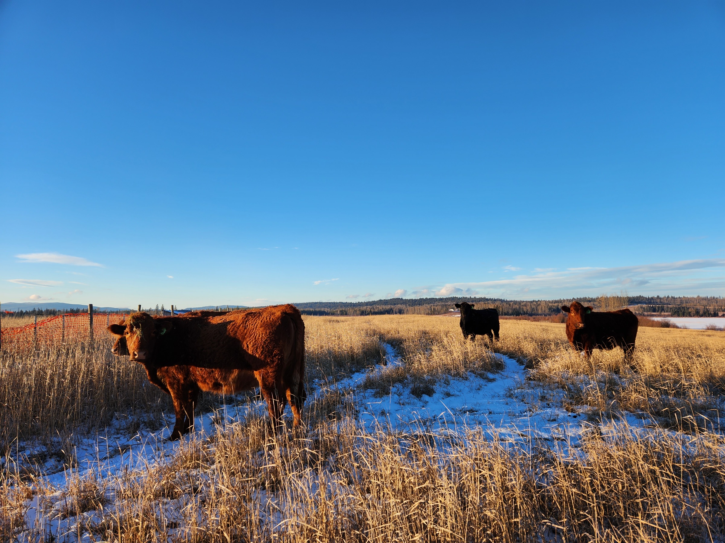 photo of red angus cows in a field with light snow in the foreground, and a clear blue sky overhead