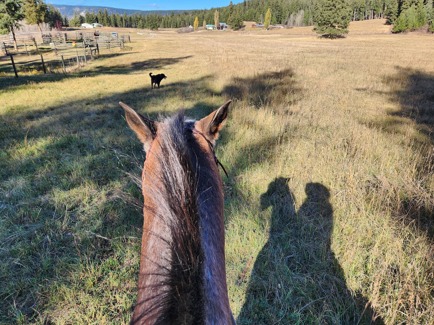 photo looking into a sunny field through a horse's ears, the rider's shadow to the forward right, a black dog in the distance up ahead