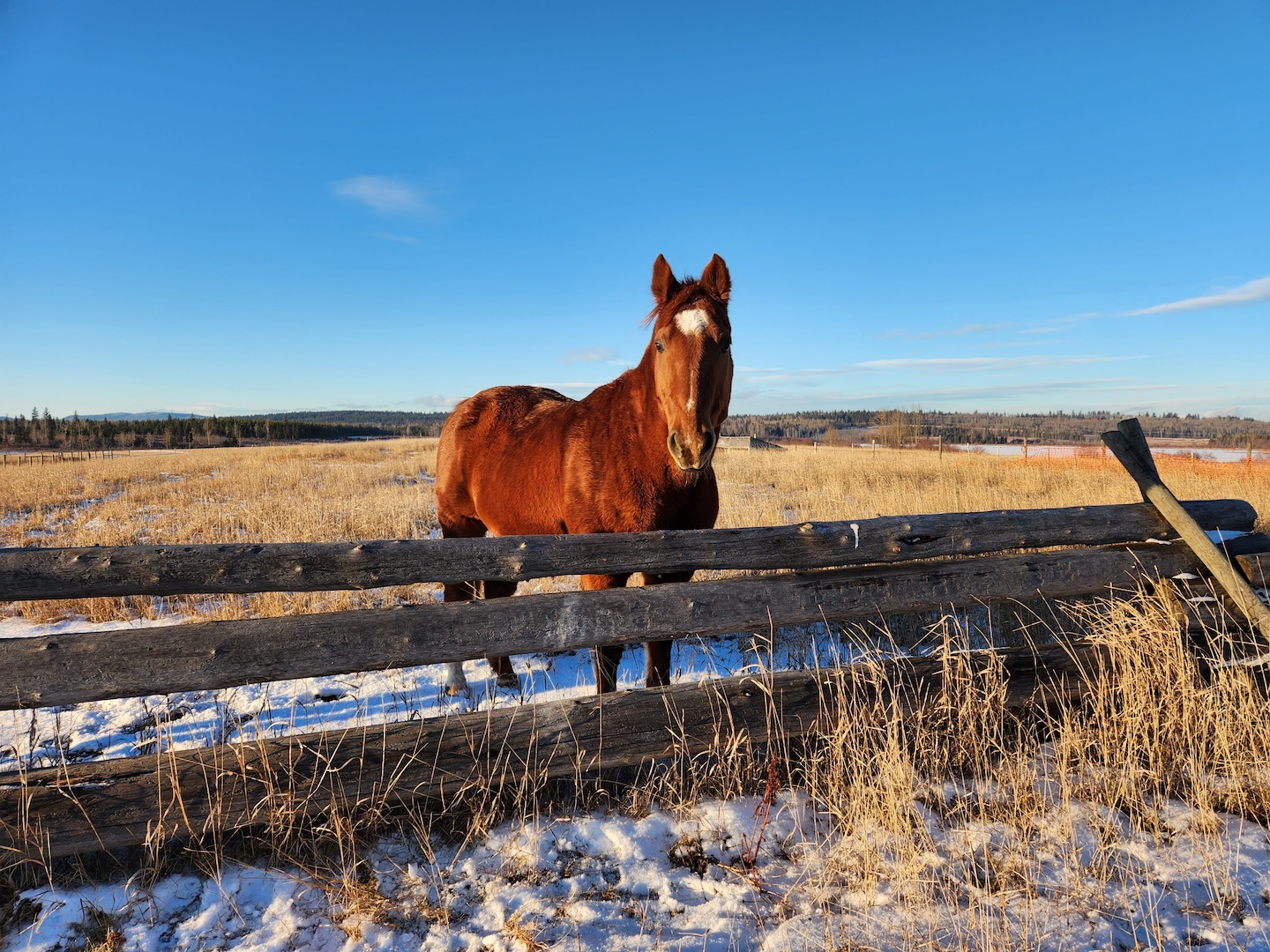 sorrel quarter horse looking over a wooden ranch fence, with some snow in the foreground and a sunny field in the back