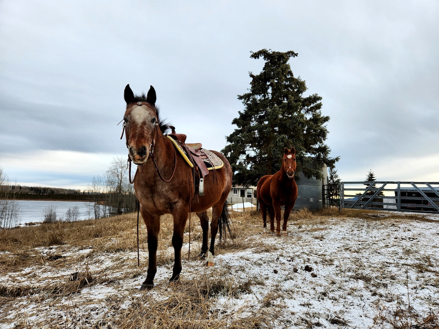 two horses in a ranch driveway with light snow and brown grass poking through