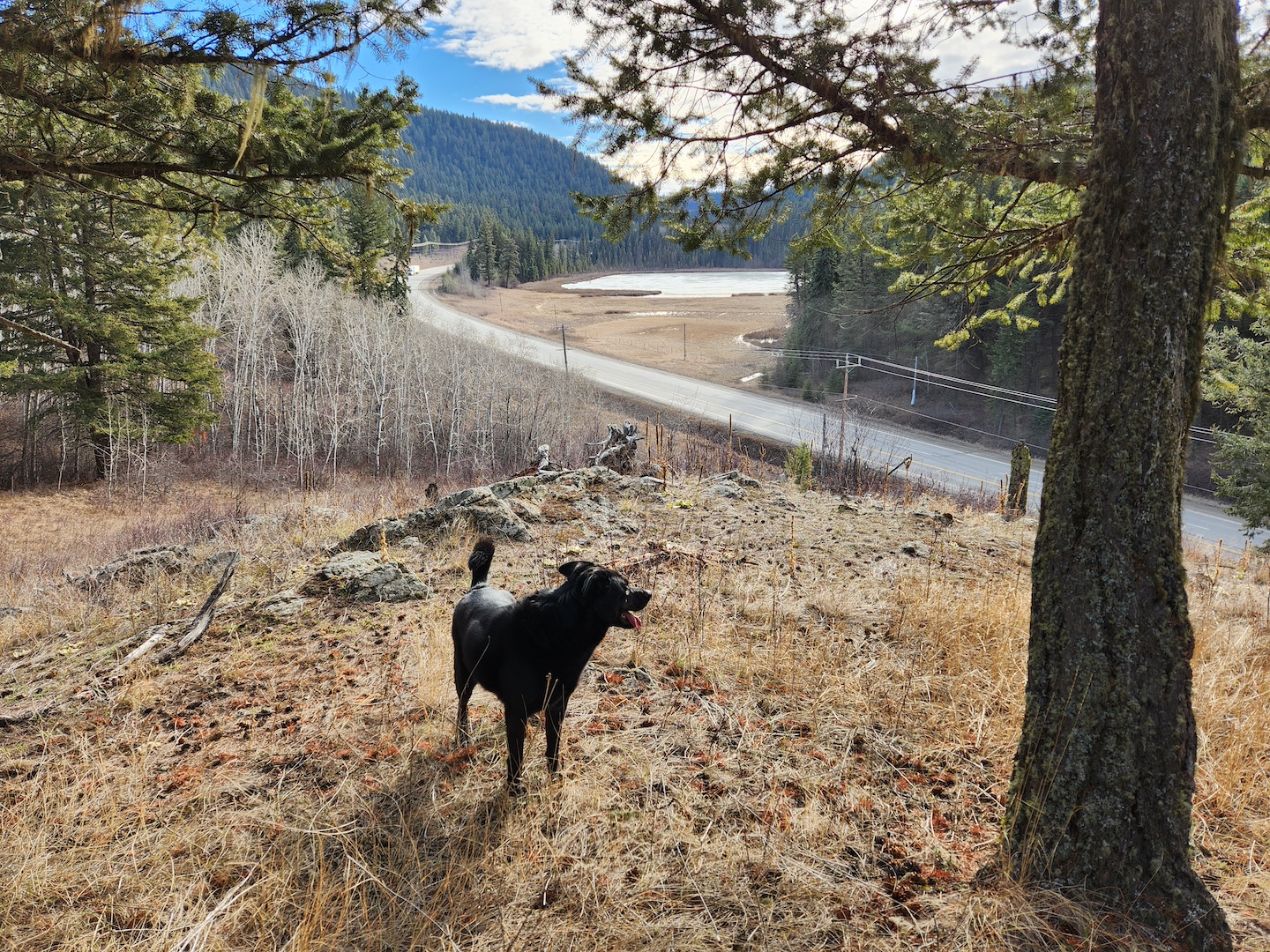 photo of a black dog on a high hill of parched grass, next to a tree, a stretch of highway seen in the distance, and a lake far off to the right