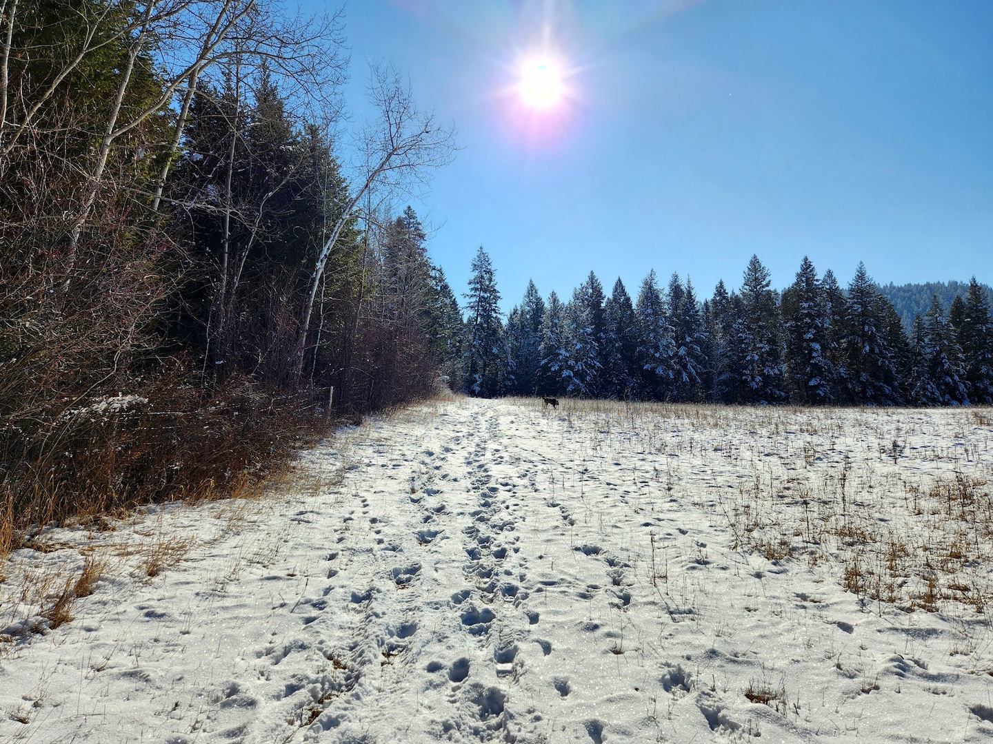 photo of sun on a long, snow-covered field with tall weeds poking through, forest along the left and far back lines