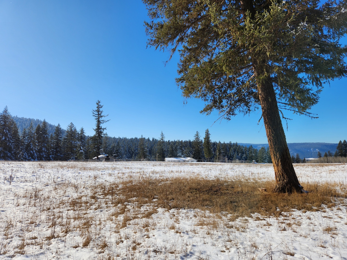 photo of a wide open field with a single pine tree in the foreground, a thin layer of snow on the ground but tall grass poking through