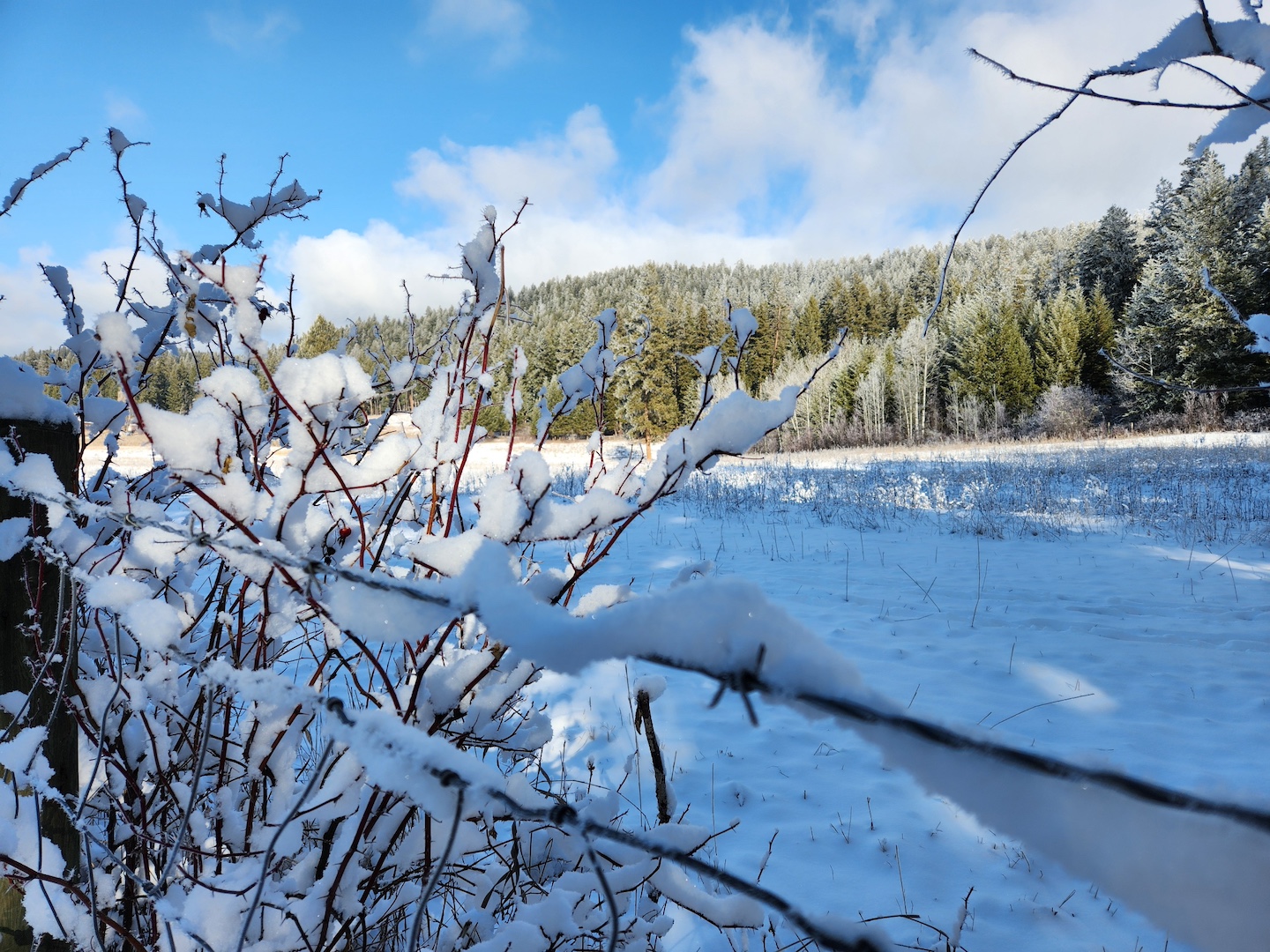 photo of snow on a bramble against a barbed wire fence