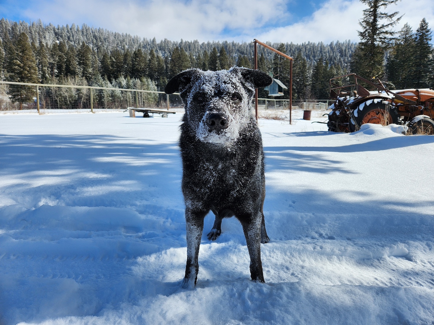 photo of a black dog with her face covered in snow, ears up, waiting to catch more snow