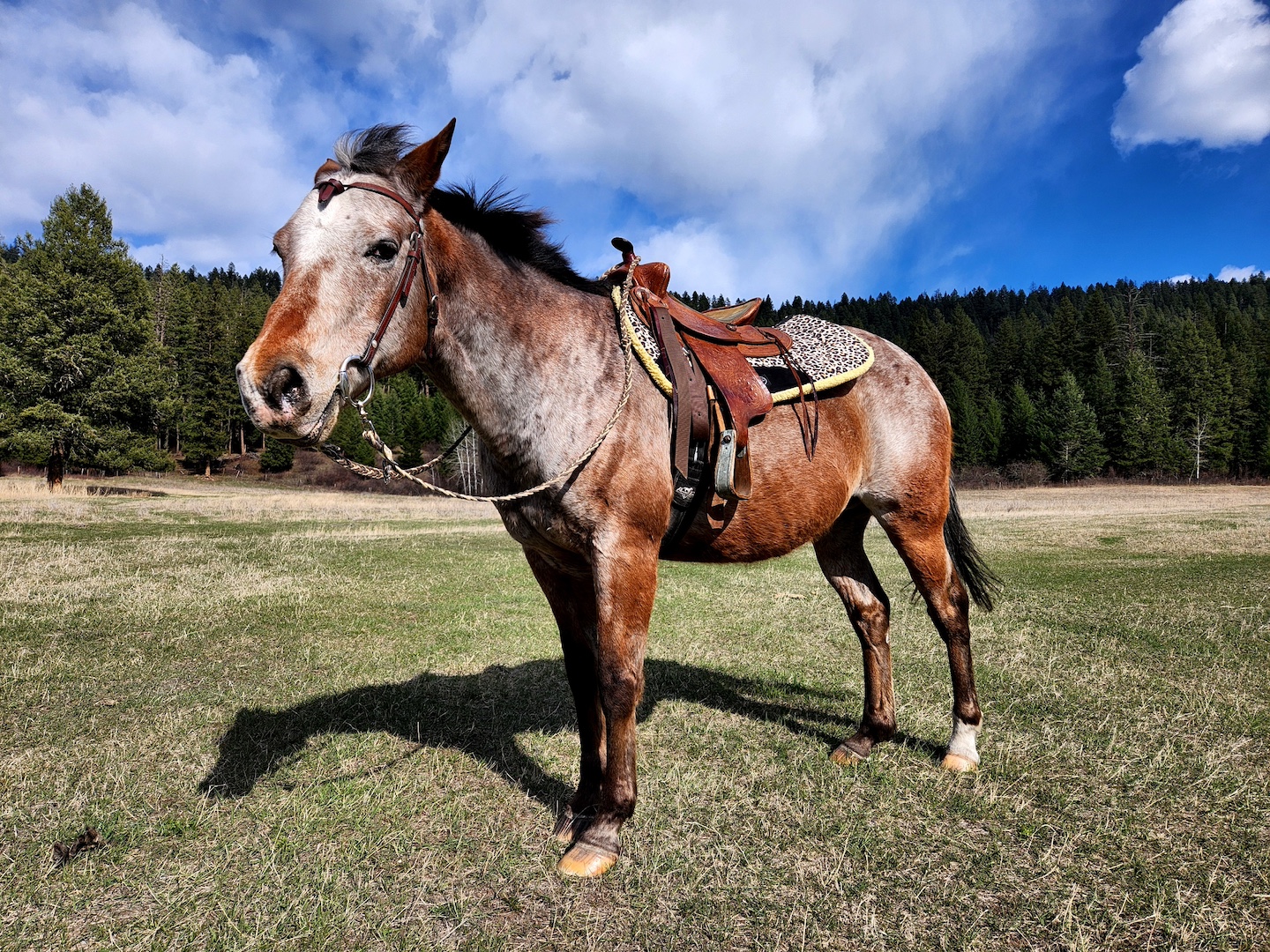 photo of an appaloosa horse in western gear, in a sunny field, looking judgmental and unimpressed with life