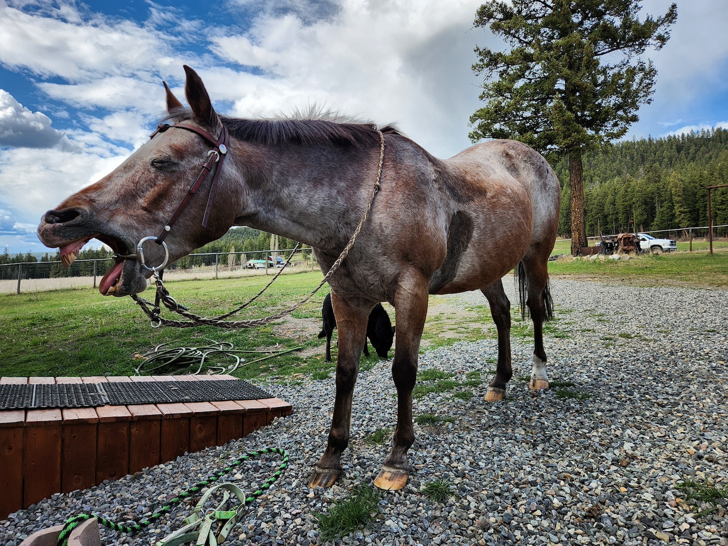 photo of an appaloosa horse yawning, his mouth wide open and his eyes shut, standing on a gravel driveway with a wide field in the background