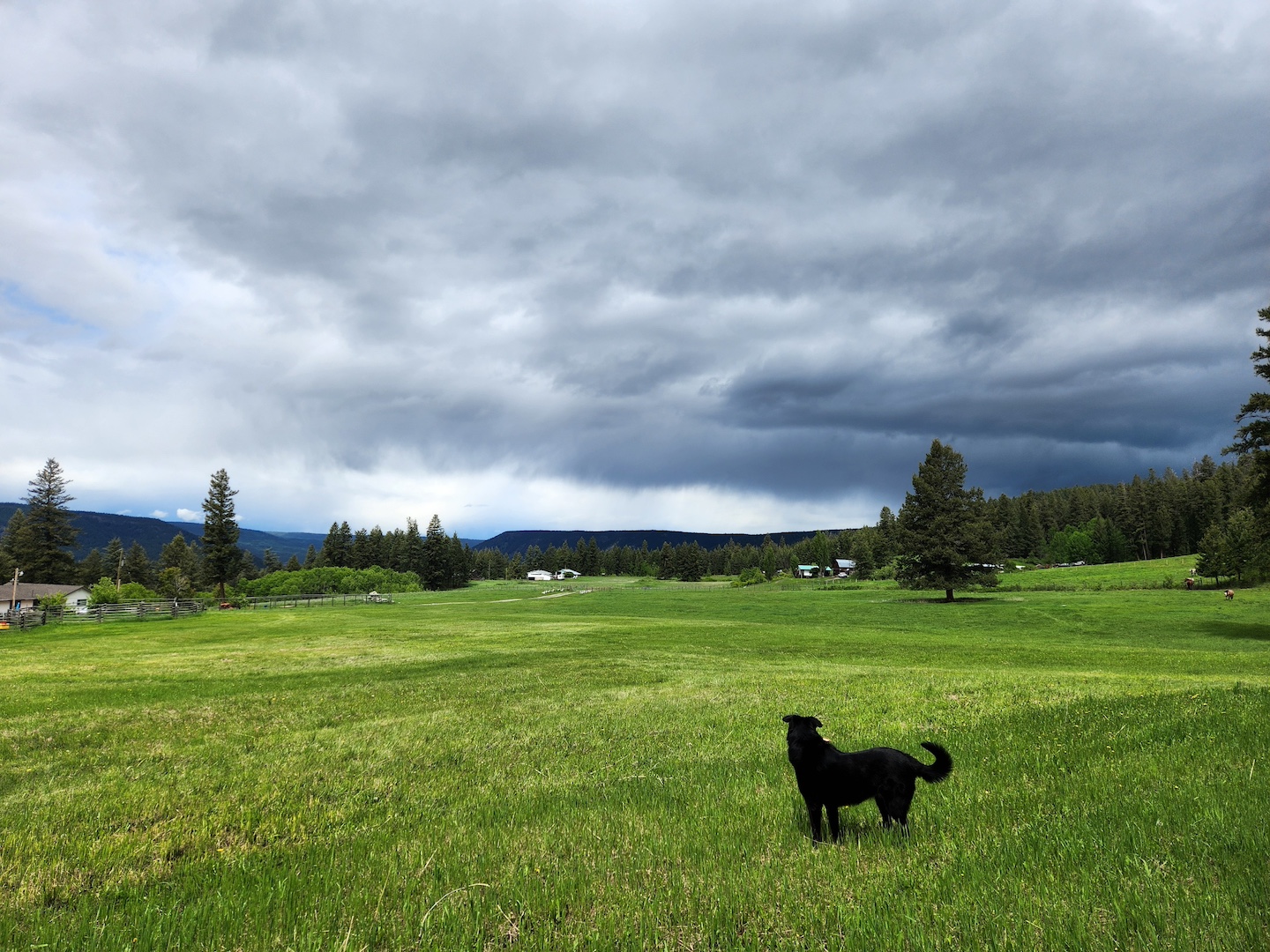 photo of a black dog in a large green farm field, under a stormy sky of dark blue and grey