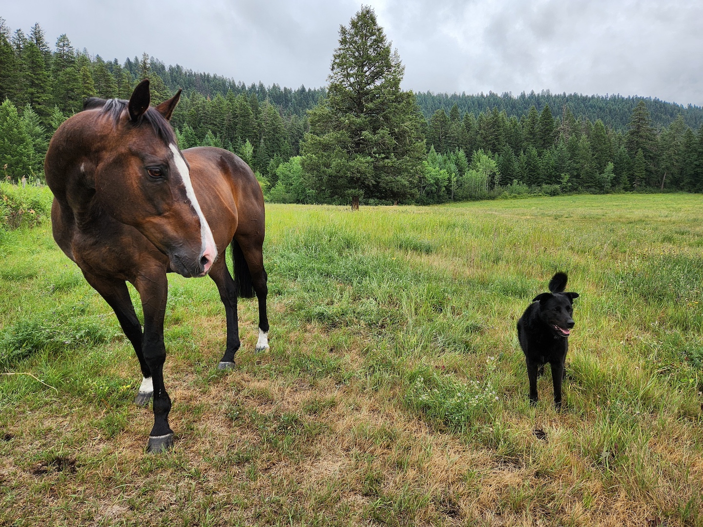 photo of a bay thoroughbred horse looking at a black dog, in a wide green field with forest in the distant background