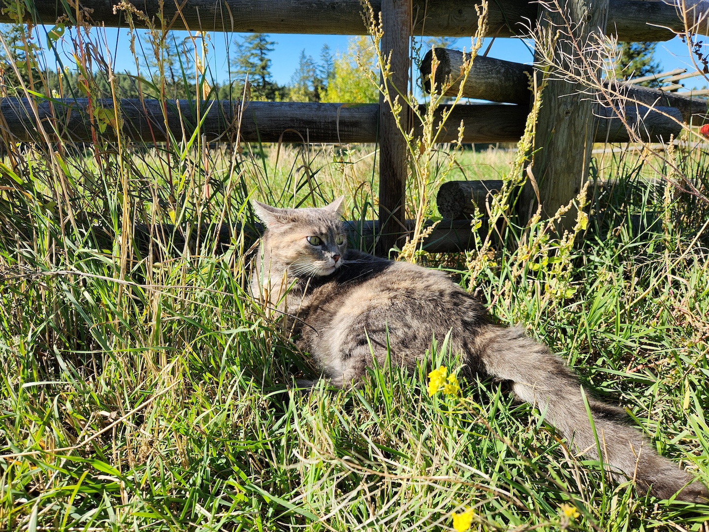 photo of a grey cat in grass, in front of a wooden fence post and rails