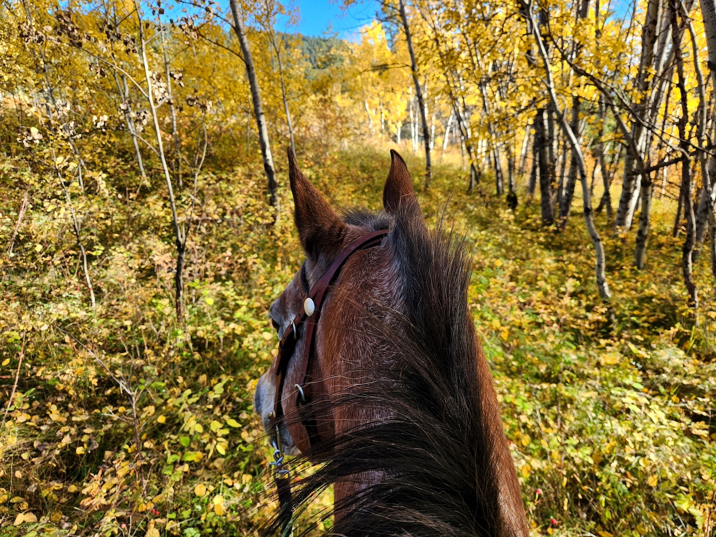 a gorgeous fall day with foliage turning yellow, viewed from behind a horse's head