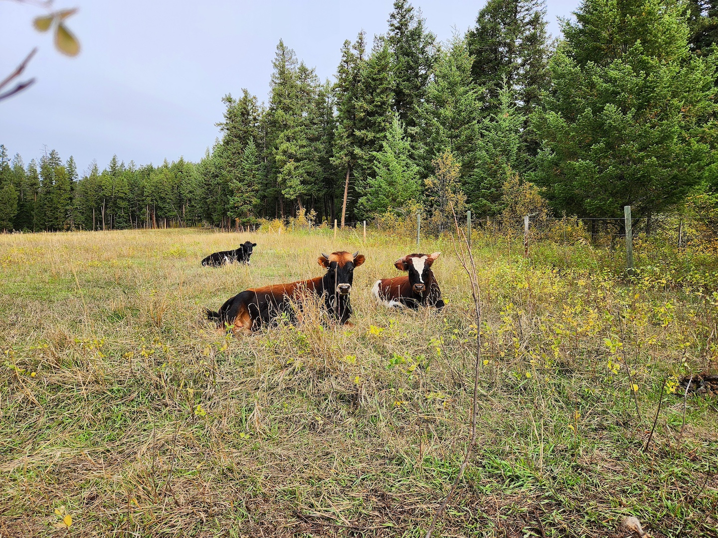 photo of three cows sleeping in a field