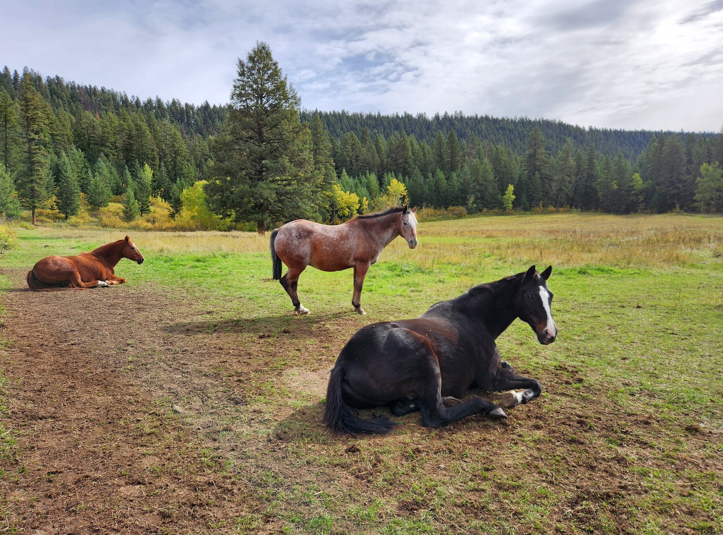 A group of three horses in a field on an overcast day, one bay thoroughbred, one appaloosa, and one roan quarter horse