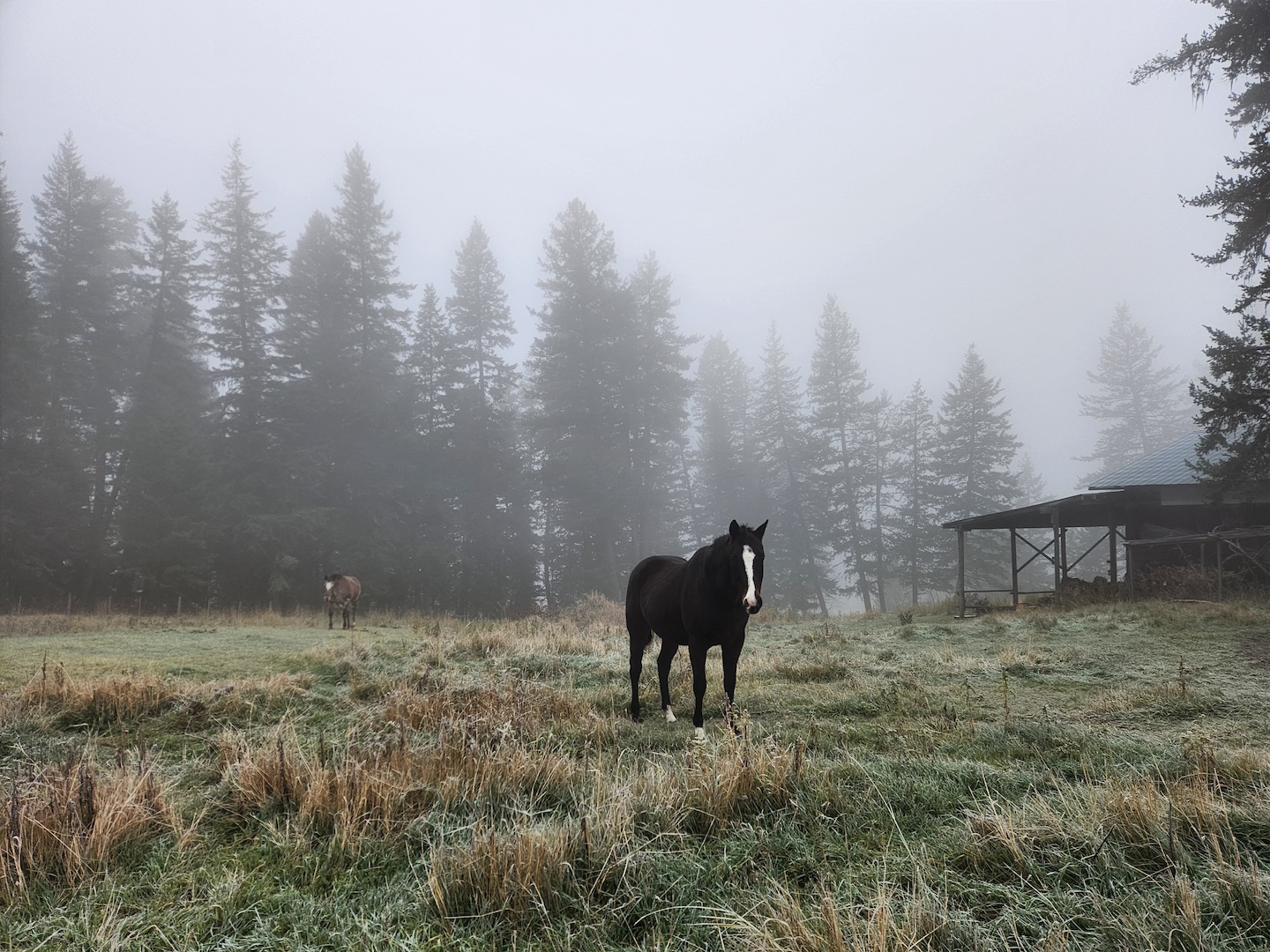 photo of a dark bay horse in a foggy field, with a decrepit barn in the background