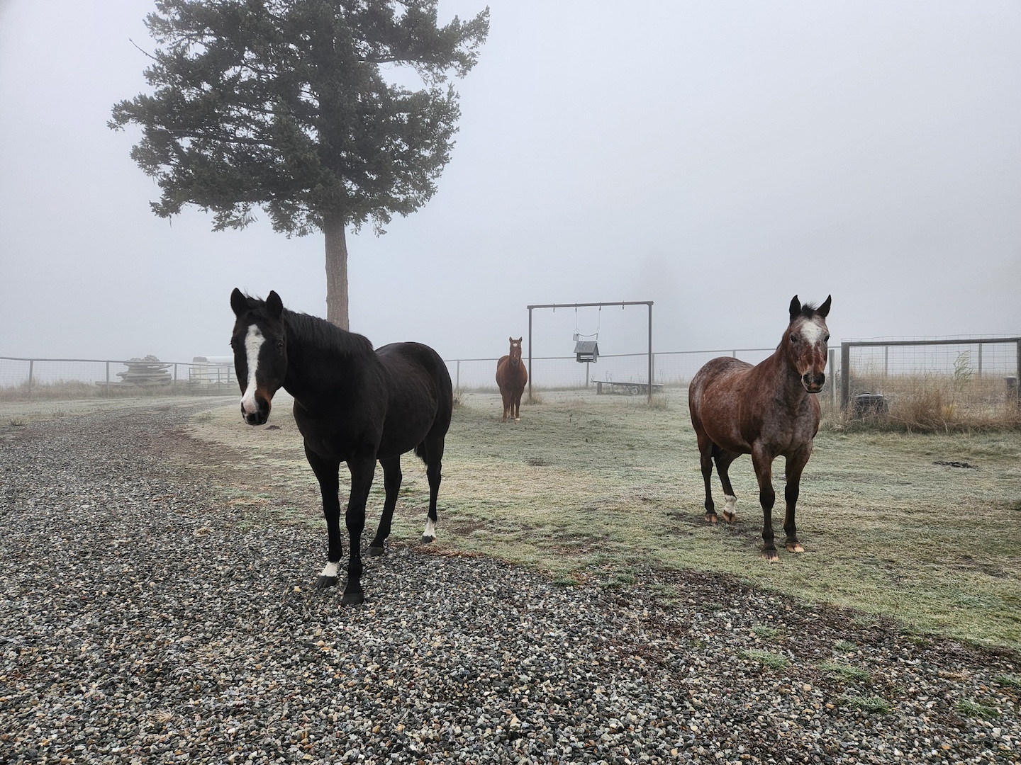 three horses standing in heavy fog