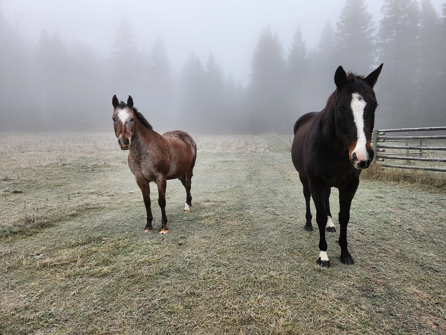 photo of an appaloosa and a thoroughbred, standing still in the thick fog of a field