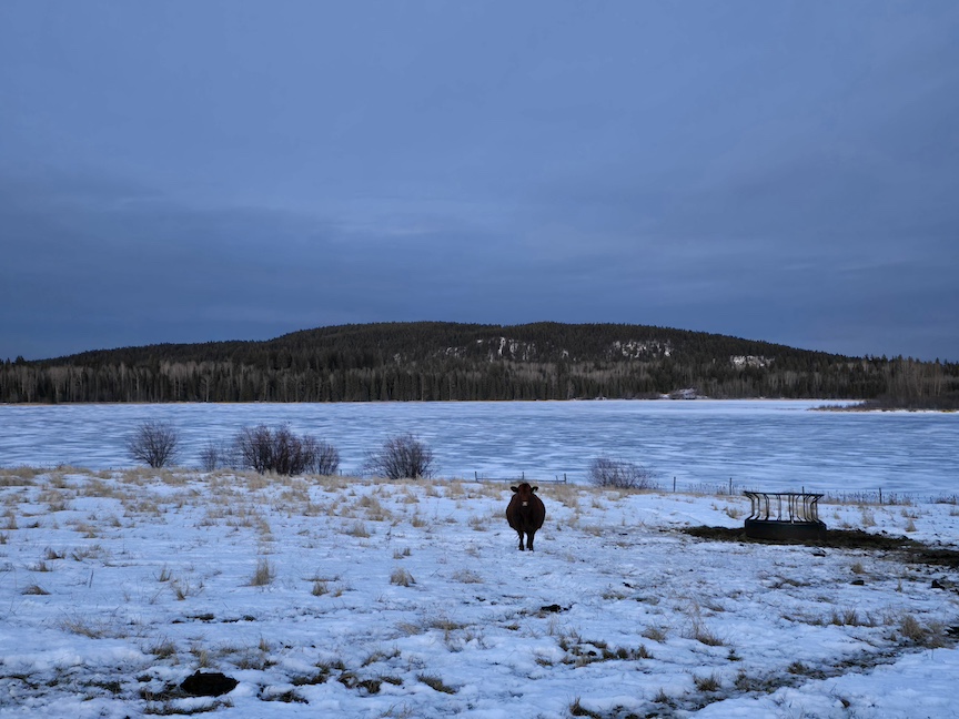 photo of a lone black cow in a vast snowy field