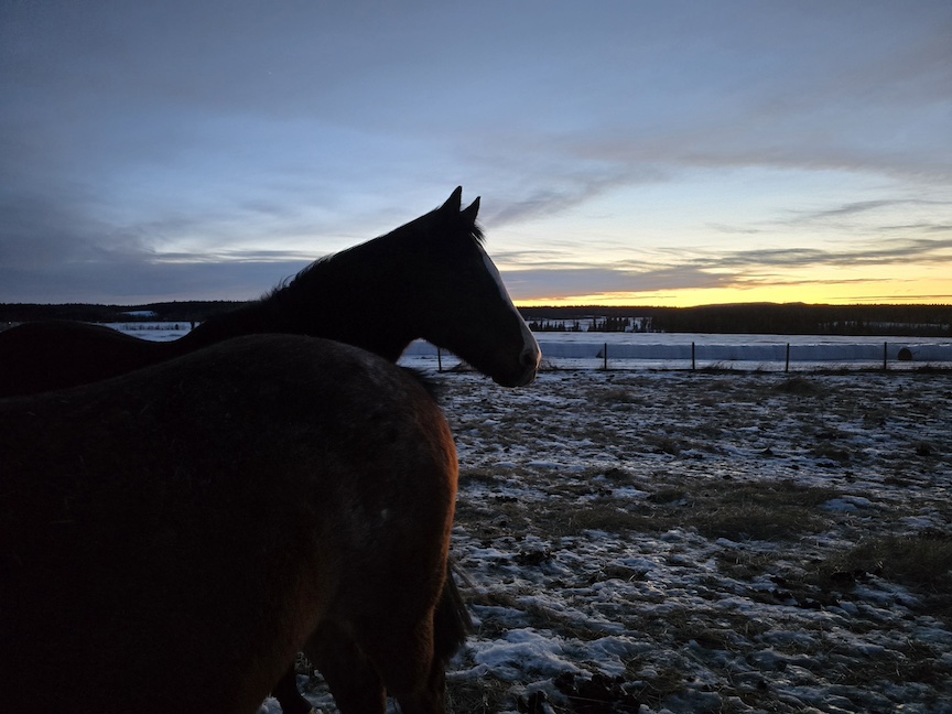 horse silhouetted against a dark, late sunset sky in winter