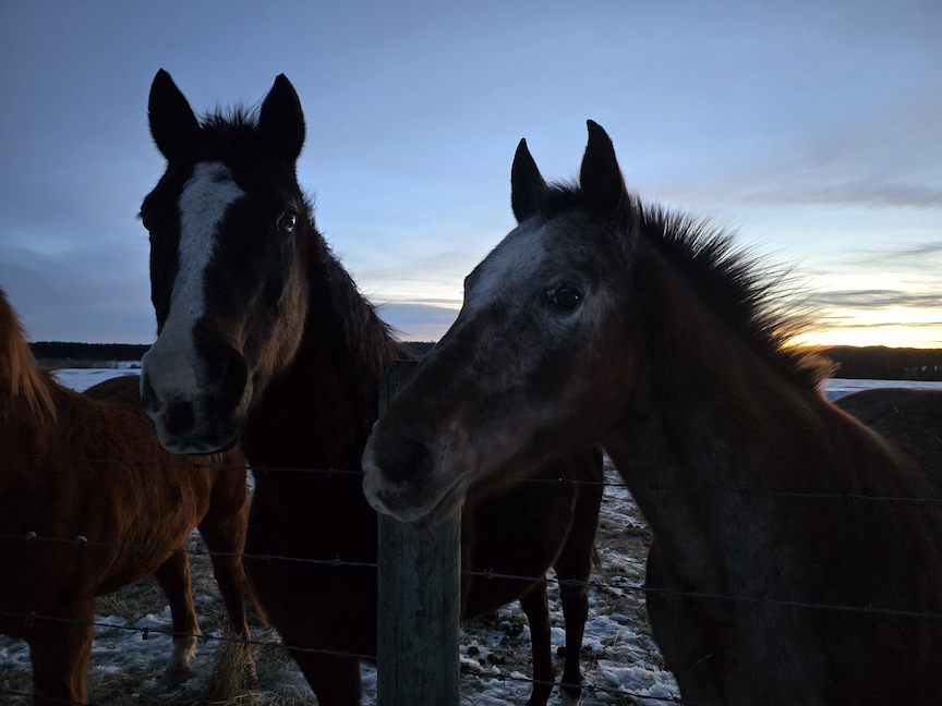 photo of a thoroughbred and an appaloosa in a snowy paddock, silhouetted against a dark blue sky at late sunset