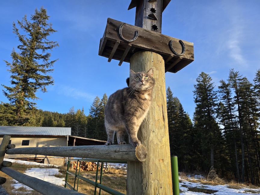 photo of a grey cat on a farm fence, under a bat house with two horseshoes nailed to the base