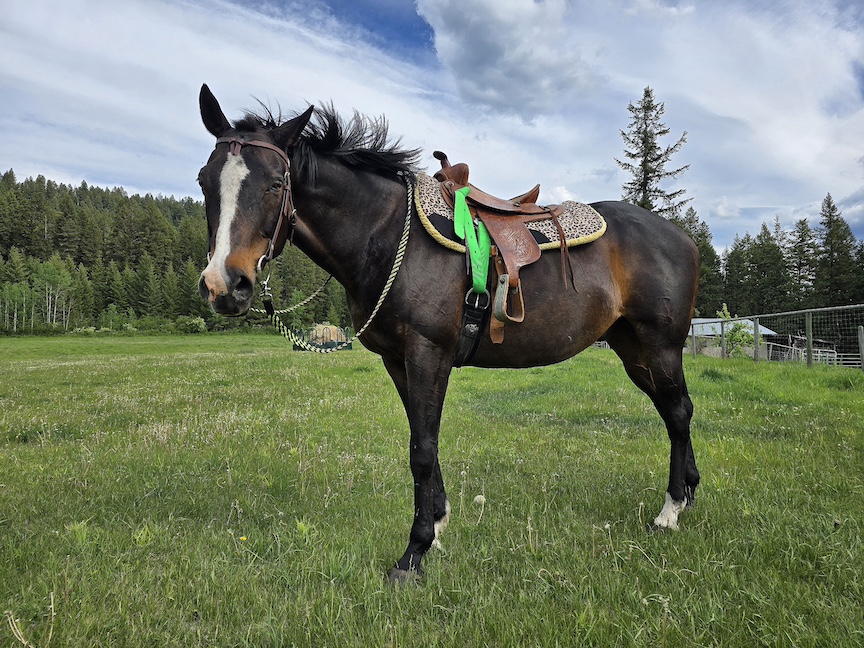 bay thoroughbred horse in a sunny field, a leopard print saddle pad under the saddle
