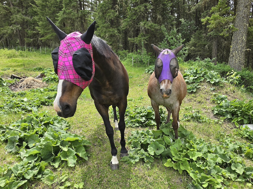 photo of horses in fly masks, in foliage