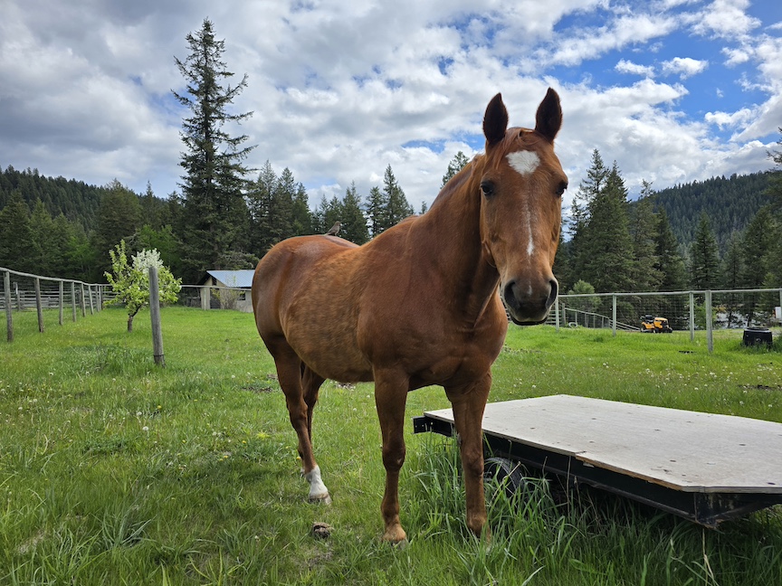 photo of a quarterhorse by a flatbed trailer