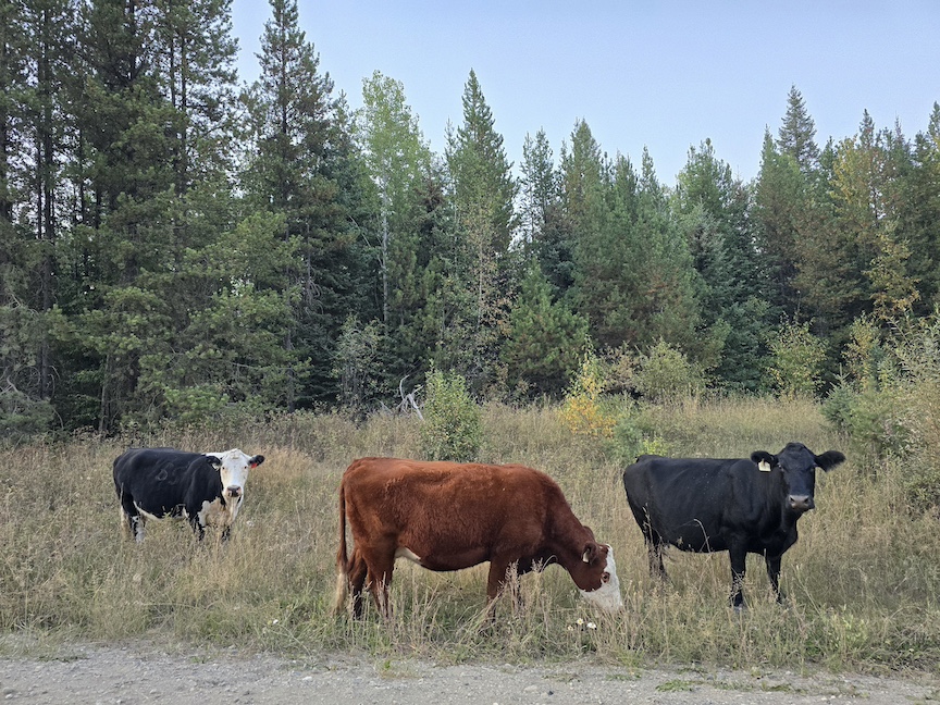 photo of three range cattle in the brush beside a dirt road