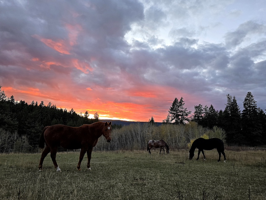 three horses in a field, backlit by a vibrant orange and purple sunset