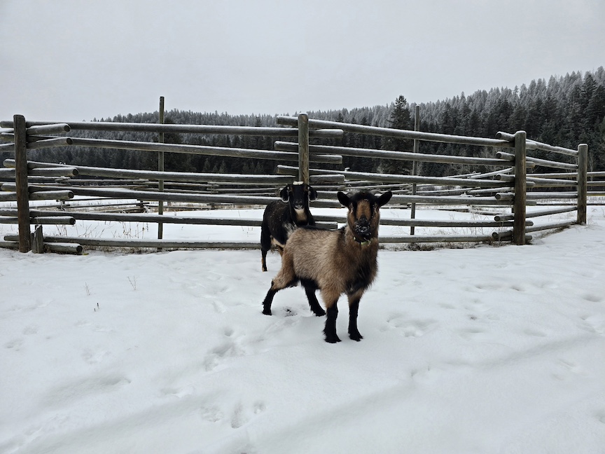 photo of two goats in front of a wooden farm fence