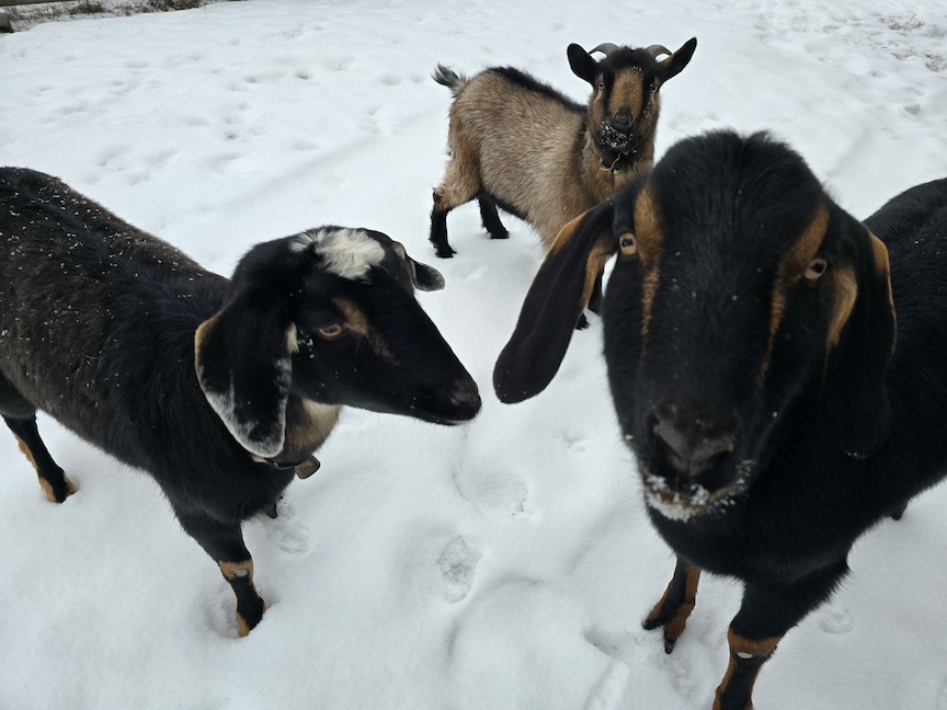 photo of three goats in snow, two looking up at the camera