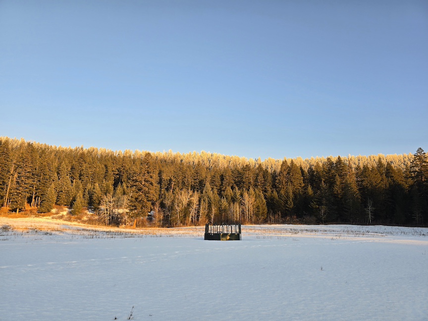 photo of a green round feeder in the distance across a snowy field with a a sunny forest in the background