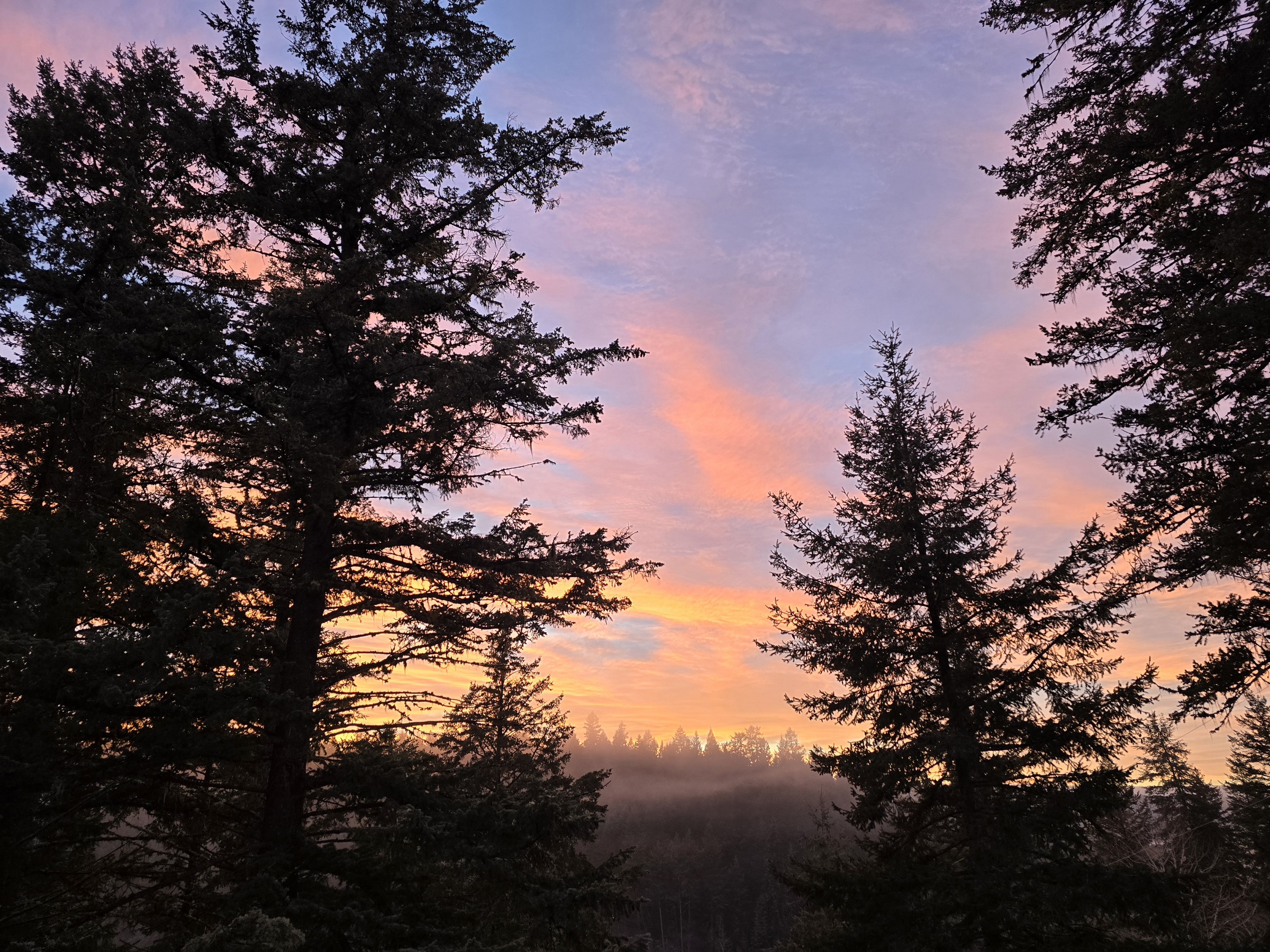 photo of a vivid purple and orange sunset over dark trees
