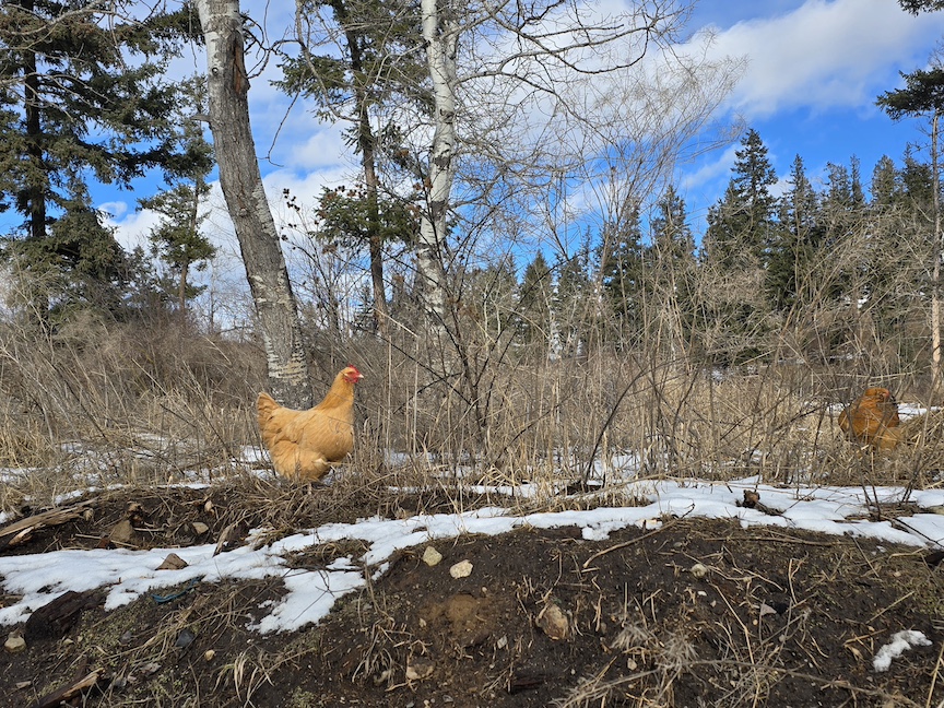 photo of a chicken on a small dirt and rock hill, with a trace of melting snow