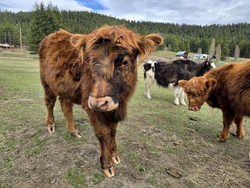 photo of two highland cows with red-brown coats, in a field